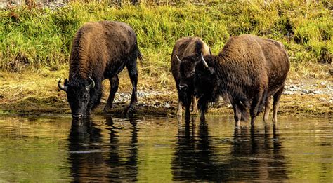 Bison drinking water Photograph by Tim Quesenberry - Fine Art America