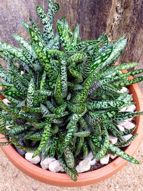 GASTERIA BICOLOR VAR LILIPUTIANA | Succulents, Cacti and succulents ...