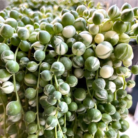 String of Pearls Ultimate Care Guide (and how not to kill them) – lovethatleaf