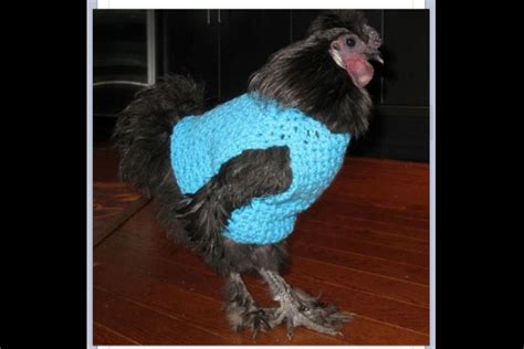 Chicken sweater | Chicken sweater, Chickens, Pet chickens