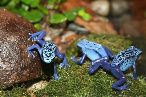 File:Poison Dart Frog (Dendrobates azureus) 2.jpg