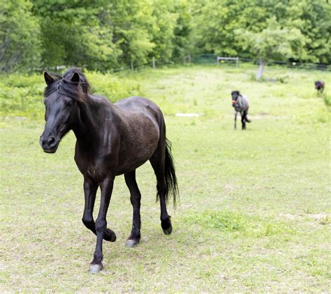 Newfoundland Pony — DiscoverTheHorse