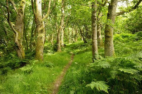 Path through Easter Oak Wood, Black Isle © Julian Paren :: Geograph ...
