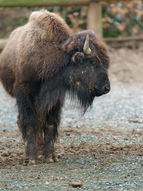 American bison in zoo 17685520 Stock Photo at Vecteezy