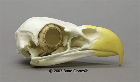 Bird skull, Skull and bones, Eagle skull