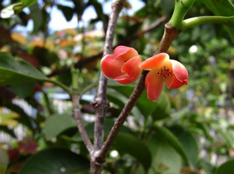 National Flowers of World Countries.. Tonga ( Heilala ) Garcinia sessilis www.facebook.com ...