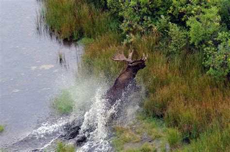 Wildlife | Hudson Bay Helicopters