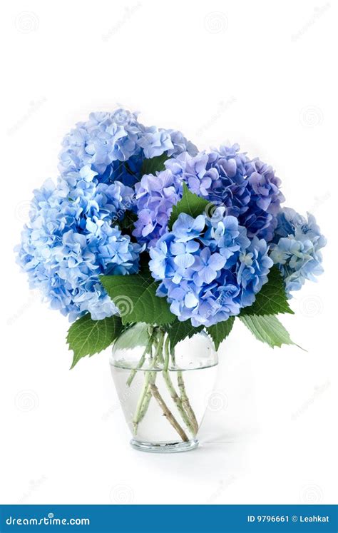 Blue Hydrangeas Stock Image - Image: 9796661