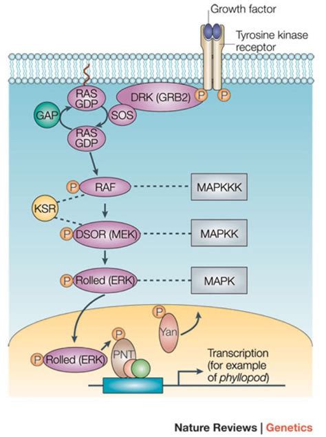 biochemistry - Signaling pathways with Receptor Tyrosine Kinase ...