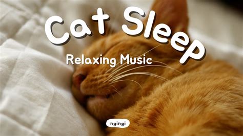 Mellow Meows: Relaxing Bedtime Music for Cats, Cat Music, Relaxing ...