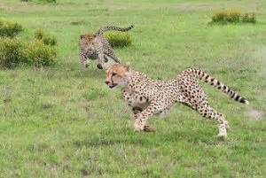 Leopardo cazando un guepardo | Animales en Video