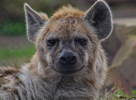 A spotted hyena : r/pics