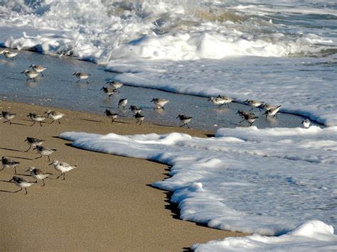 Shore Birds South Florida Photograph by Marilyn Holkham