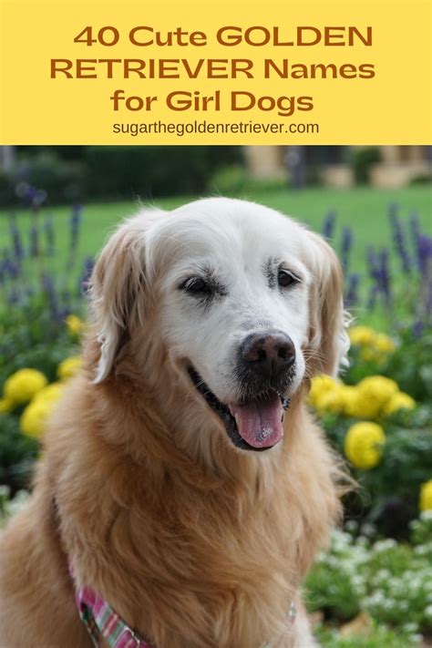 cute golden retriever names for girl dogs - Golden Woofs