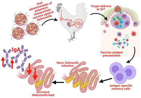 Vaccines | Free Full-Text | A Novel Approach against Salmonella: A Review of Polymeric ...