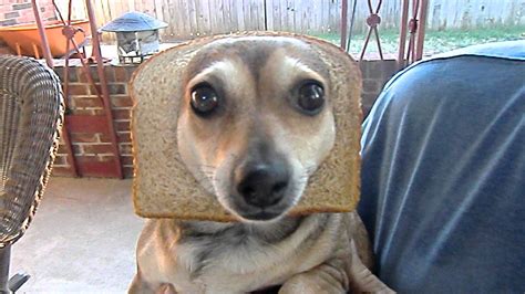 INBRED DOG ( high video ) - YouTube