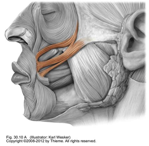 front 3d Anatomy, Facial Anatomy, Human Body Anatomy, Anatomy Poses ...