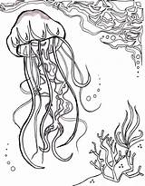 Jellyfish Ocean Coloring Sheet Aquatic Art Sea sketch template
