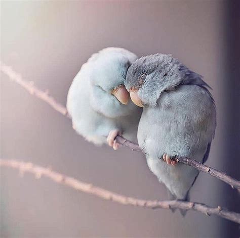 Cuddling birds : r/aww