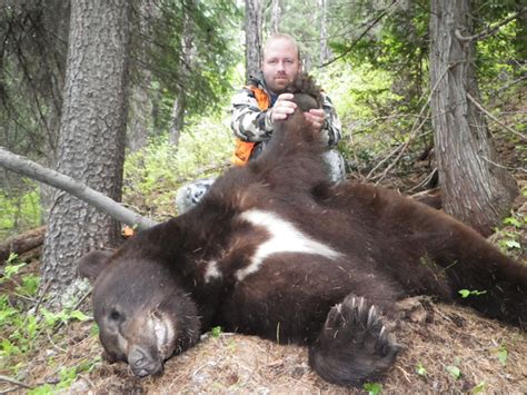 Montana Hunting Outfitter | Bear Hunting Trips, Fall, Spring Bear Hunts, Big Trophy Bear