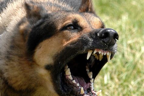 How To Train a Dog Stop crazy Barking | 6 unbelievable ways