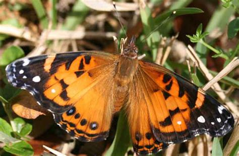 American lady - Vanessa virginiensis (Drury)