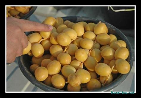 Dates Market in Saudi Arabia - XciteFun.net