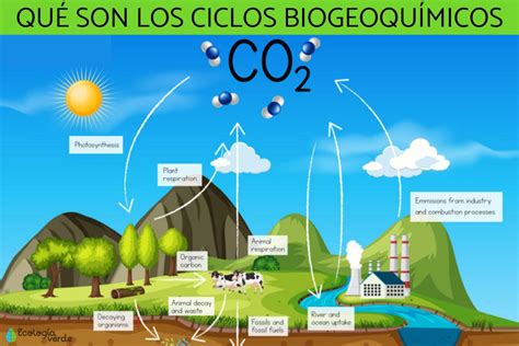 Esquema Del Ciclo Del Carbono