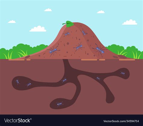 Anthill outside and underground a house for ants Vector Image