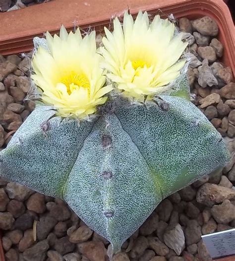 Astrophytum myriostigma v. strongylogonum - Foto scheda 133049 | Fiore ...