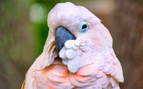 Download wallpapers Galah, pink cockatoo, pink parrot, pink birds, parrots, cockatoo, Eolophus ...