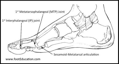 Disorders of the Great Toe – Orthopaedia: Foot & Ankle