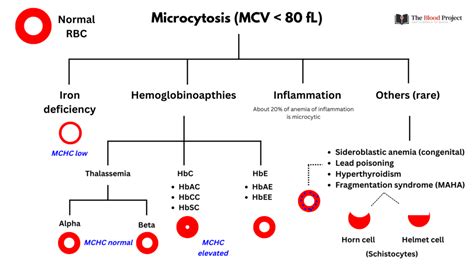 Microcytic Anemias • The Blood Project