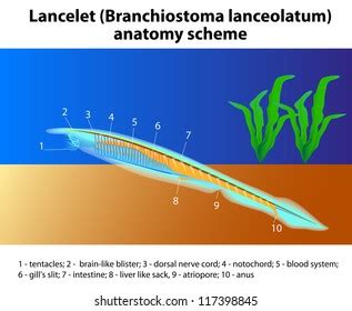 Lancelet Branchiostoma Lanceolatum Anatomy Scheme Vector Stock Vector (Royalty Free) 117398845 ...