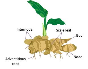 Rhizome Of Ginger