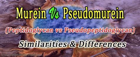 Peptidoglycan vs Pseudopeptidoglycan | EasyBiologyClass