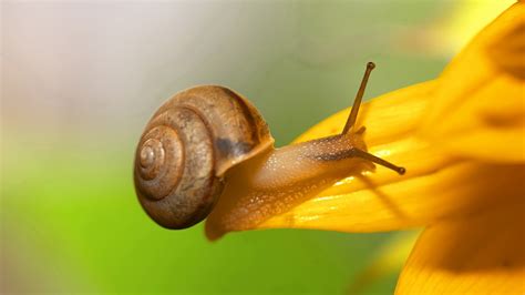 Snails Wallpapers - Pets Cute and Docile