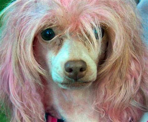 Bad Hair Day? | chinese crested breed of dog: Owner had two,… | Flickr