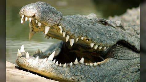 Man survives crocodile attack by prying its jaws off…