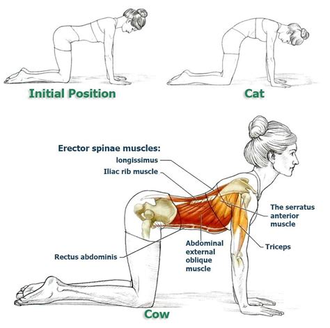 Stiff Back? Just One Stretch to Relax Your Back Muscles! - The Health Science Journal