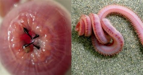 Scientists Finally Know How Bloodworms Develop Their Unique Copper Teeth