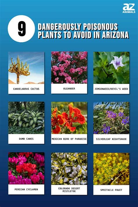 9 Dangerously Poisonous Plants to Avoid in Arizona - A-Z Animals