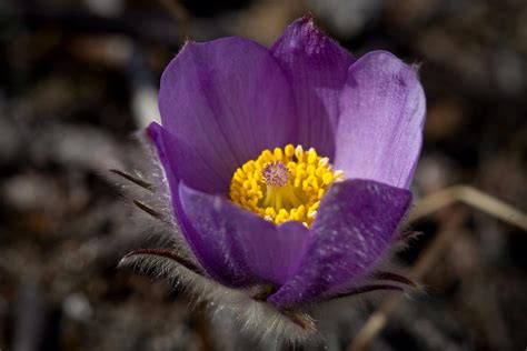 Pasqueflower wildflower-Denali,Alaska | Wild flowers, Denali national park and preserve, Denali ...