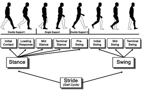 Gait Cycle phases and sub-phases according to [19]. | Download ...