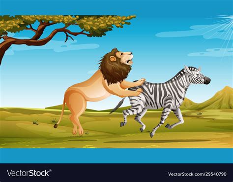 Wild lion hunting zebra in savannah field Vector Image