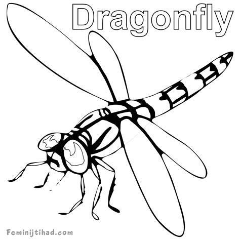 Printable Dragonfly Coloring Pages PDF - Coloringfolder.com | Animal coloring pages, Coloring ...