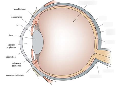 Het Oog (deel 2) Diagram | Quizlet