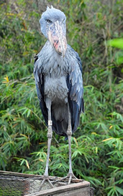 Shoebill Stork (Balaeniceps rex) | Flickr - Photo Sharing!