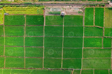 Landscape Paddy rice field in Asia, aerial view of rice fields 3322626 ...