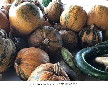 Pumpkins Gourds Fall Harvest Stock Photo 1218526711 | Shutterstock